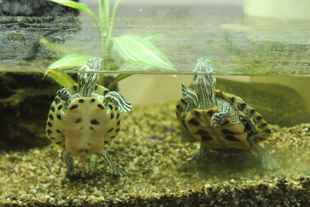 Porzellaneum Wenen